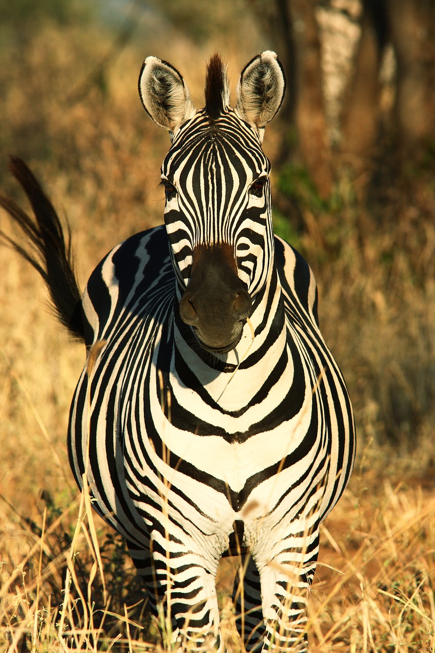 zebra, africa, wildlife-3242984.jpg